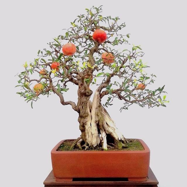 Gambar Bonsai Delima